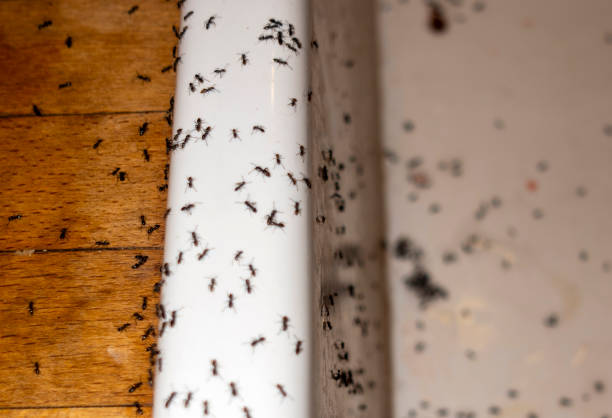 Best Pest Removal Services  in Cypress Landing, NC