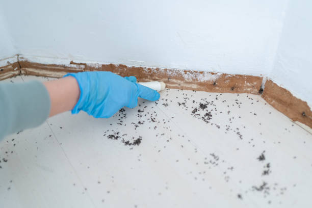 Professional Pest Control in Cypress Landing, NC
